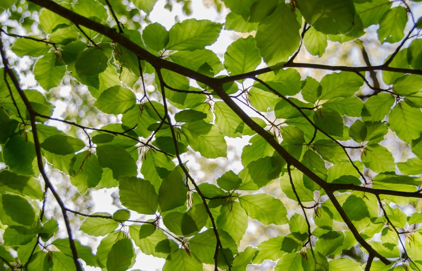 Top 8 Reasons to Invest in Eco-Friendly Luxury Bedding