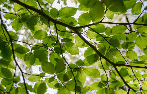 Top 8 Reasons to Invest in Eco-Friendly Luxury Bedding