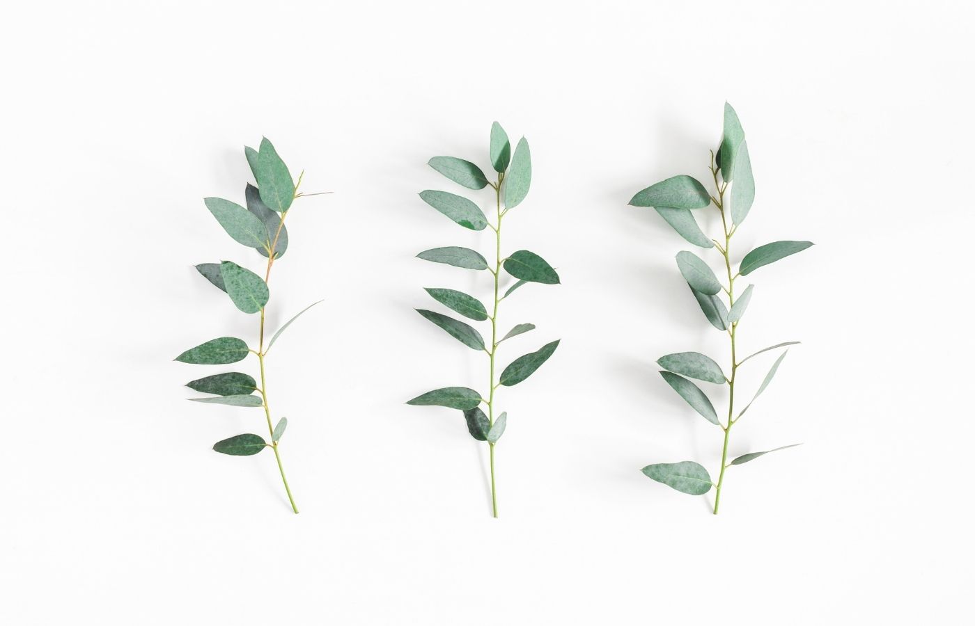 Eucalyptus Health Benefits and Uses