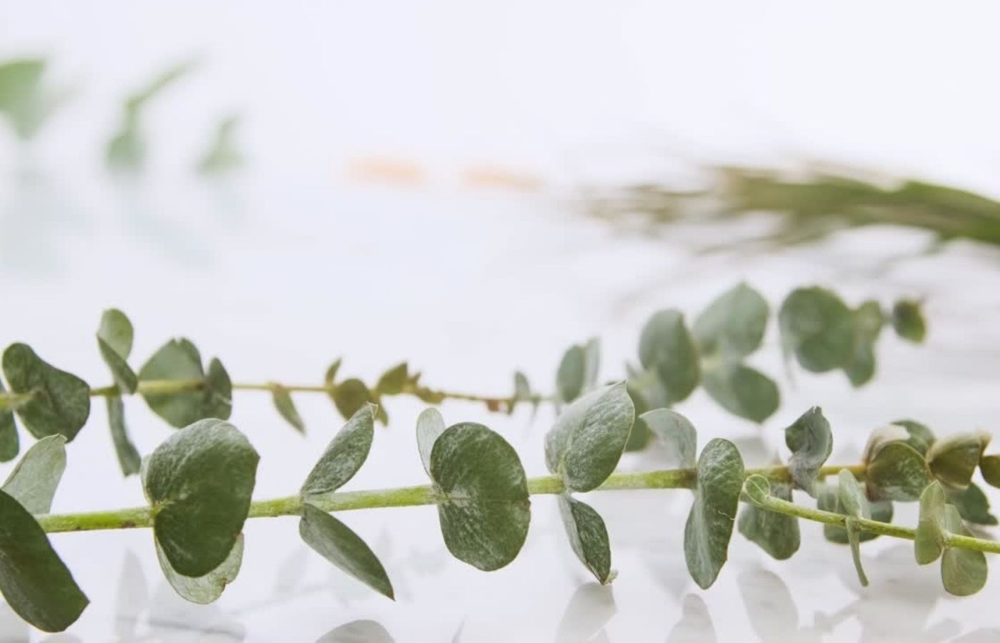 Eucalyptus vs. Cotton Sheets: Explained