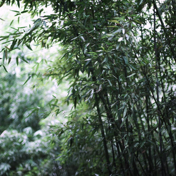 Can Bamboo Be Organic?