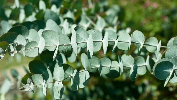 How Can Eucalyptus Be Fabric, Anyway?