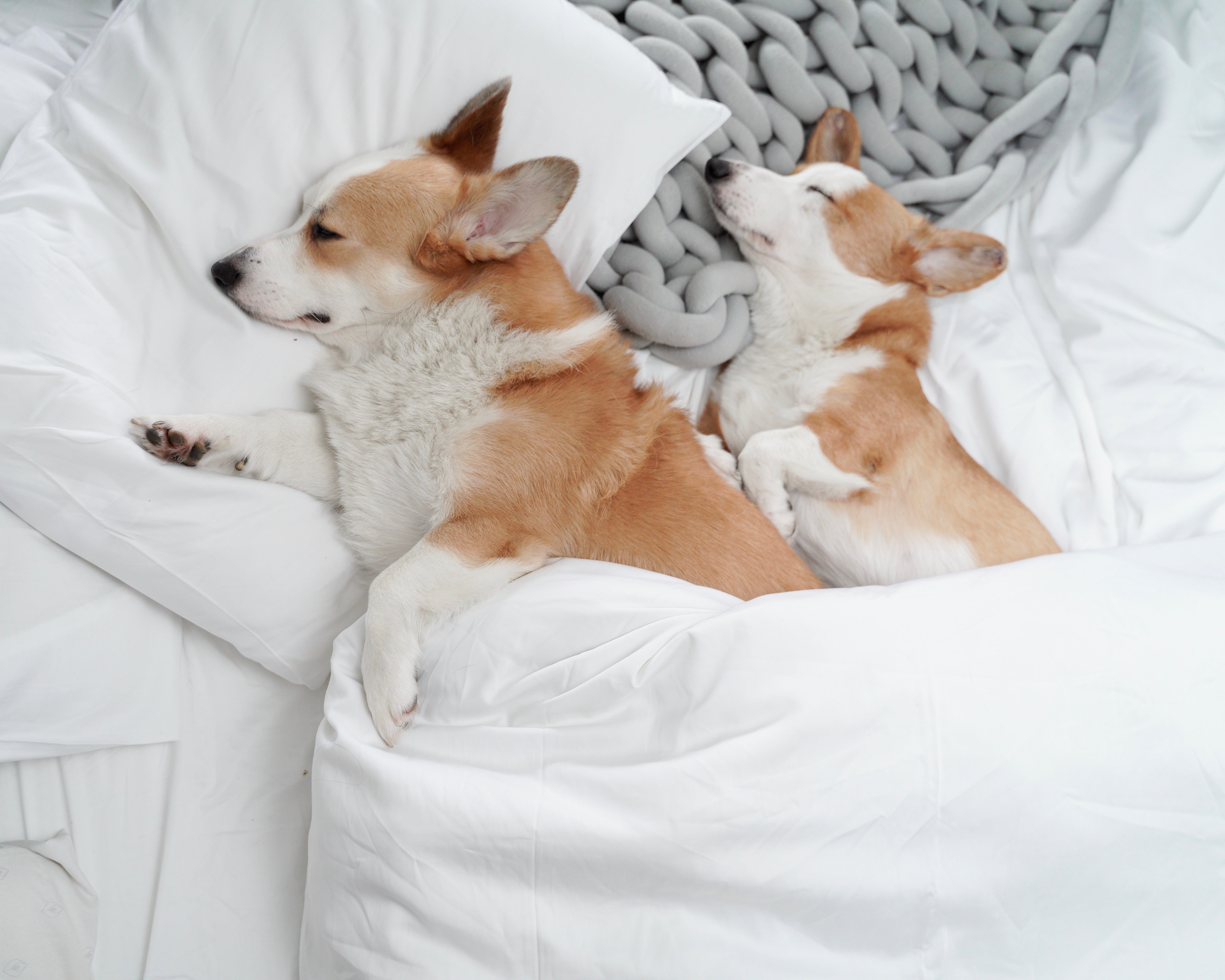 The Pets of Instagram